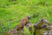 /album/wildtiere/allgau-2012-img-8147-0630-08-august-2012-jpg/
